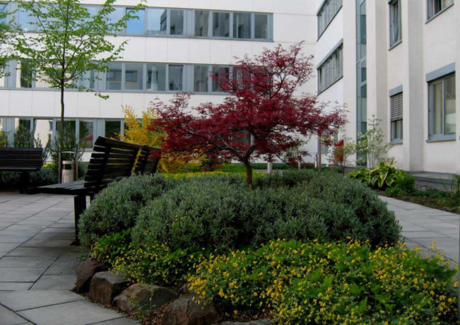 n_n_b_41  Ahorn .jpg